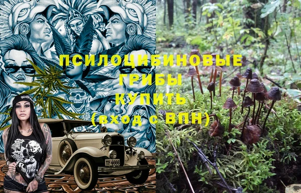 шишки Елизово